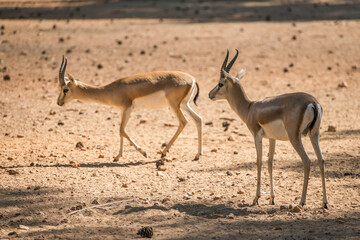Charming dorcas gazelle walking around.