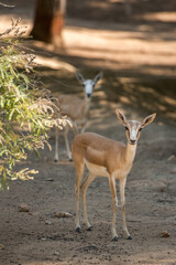 Adorable baby gazelle dorcas looks at the camera.