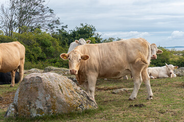 Beautiful sheep with twisted horns grazing in the wild near the sea