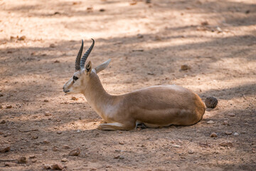 Charming dorcas gazelle lies on the ground.