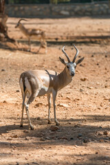 Charming dorcas gazelle walking around.
