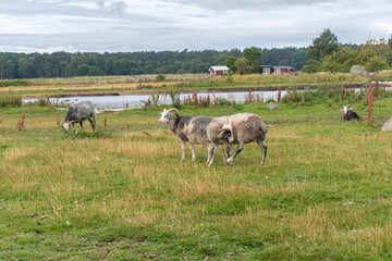 Beautiful sheep with twisted horns grazing in the wild near the sea