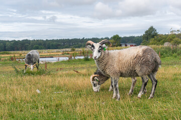 Beautiful sheep with twisted horns grazing in the wild near the sea