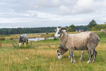 Beautiful sheep with twisted horns grazing in the wild near the sea