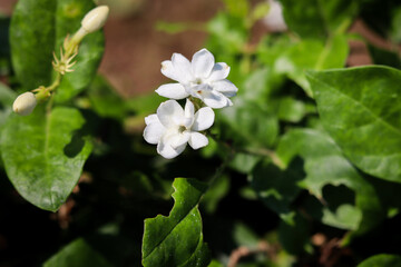 jasmine flowers (Jasminum), showcasing their delicate white petals and natural beauty, ideal for botanical, design, and decorative purposes