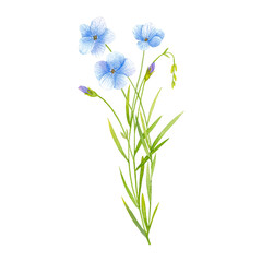 Watercolor drawing of delicate flax flowers on a transparent background.