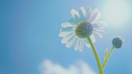 Daisy flower against blue sky : Generative AI
