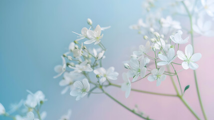 Small white flowers on a toned on gentle soft blue and pink background outdoors closeup macro  Spring summer border template floral background : Generative AI