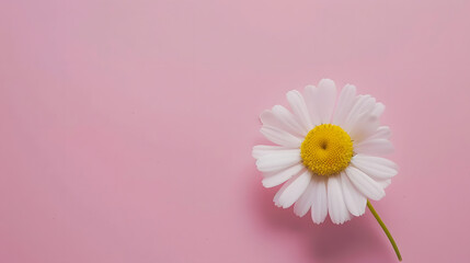 Beautiful chamomile daisy flower on neutral pink background Minimalist floral concept with copy space Creative still life summer spring background : Generative AI