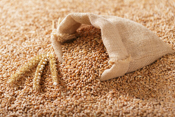 wheat grains and spikelets as background