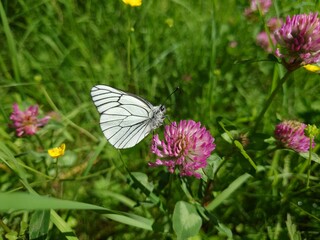 Der Schmetterling