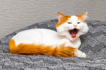 cat with wide open mouth, close-up. the cat hisses. cat yawns. aggressive cat. psychology of cats. 