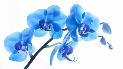 beautiful blue Orchid without background bright blue Orchid flowers on a white background isolate : Generative AI