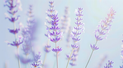 Lavender flowers isolated on white background : Generative AI