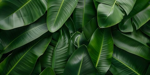 Tropical Pattern with Handdrawn Banana Leaves and Palm Leaves for Printing. Concept Tropical Patterns, Handdrawn Banana Leaves, Palm Leaves, Printing Ideas, Nature Inspired Designs