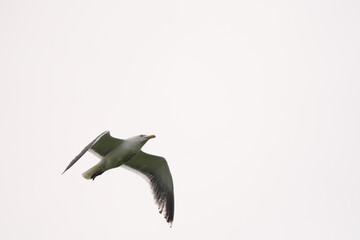 飛んで行くカモメ