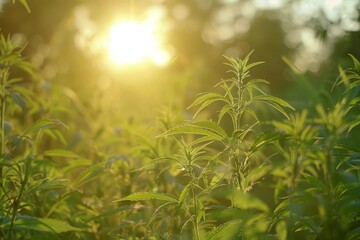 Fototapeta premium hemp farm at sunset, green plants ready for CBD oil extraction