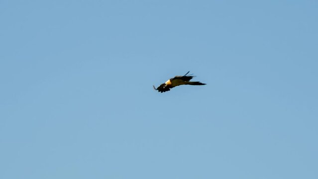 close-up of an extremely rare lammergeier bearded vulture (ossifrage, gypaetus barbatus) in flight, clear blue summer sky