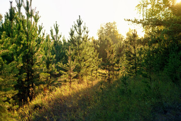 Pine farm at sunset in the evening, selective focus
