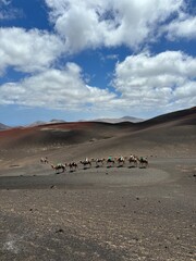 Camel Ride, Camel Riding Tour in Lanzarote, lava, spain