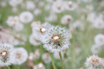 fluffy dandelion flower, close-up, selective focus