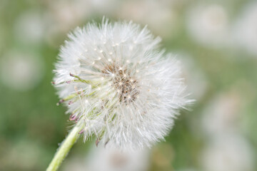 Obraz premium fluffy dandelion flower, close-up, selective focus