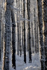 A forest of trees with crystal-like bark and leaves, symbolizing the crystallization of natural creativity.