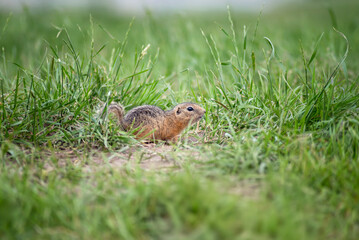 Cute baby gopher peeks out from behind the grass and looks somewhere, selective focus