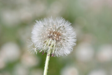 fluffy dandelion flower, close-up, selective focus