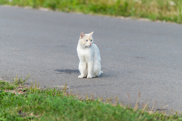A charismatic white street cat with blue slanting eyes walks along the road in the village