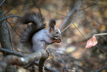 a grey squirrel that is preparing for winter is sitting on a branch, a selective focus