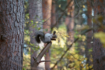 the grey squirrel, which is preparing for winter, eats a nut, a selective focus