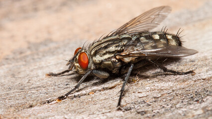 close up of a fly