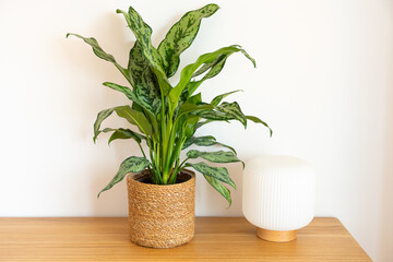Aglaonema (Chinese Evergreen) Emerald Beauty
