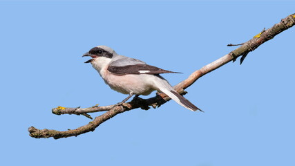 Obraz premium bird on a branch