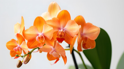 Beautiful orange orchid in pot on white background Orange orchid flowers bouquet on white table :...