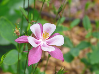 Closeup of a pink columbine flower in a garden