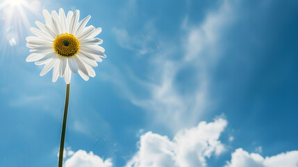 Daisy flower against blue sky : Generative AI