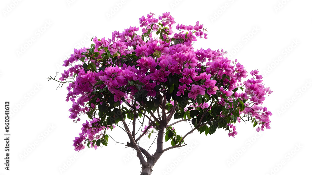Poster bush flower of bougainvillea on isolated white background with copy space and clipping pathplant tre