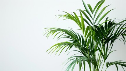 Obraz premium Parlor palm plant with lush green foliage isolated on white background