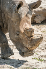 Rhinoceros close-up photo on a sunny day