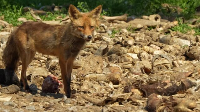close-up of a wild Iberian Red Fox (Zorro, Vulpes Vulpes Silacea)