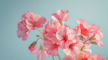 Fototapeta premium Elegant photo of pink geranium flower cluster on soft blue backdrop, leaving ample room for text.