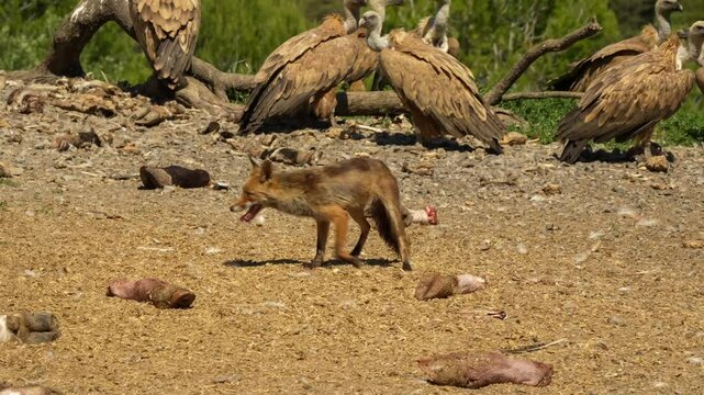 close-up of a wild Iberian Red Fox (Zorro, Vulpes Vulpes Silacea)