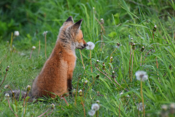 A young fox in spring, Sainte-Apolline, Québec Canada