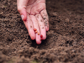 Hand planting seeds in the soil in rows, successful agribusiness, bean seeds