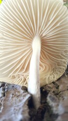 Textura da parte inferior do cogumelo branco, nascido na casca seca de árvore.