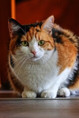 Fototapeta premium European shorthair cat sitting on the floor and looking forward.