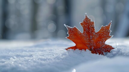 Fototapeta premium A frosted maple leaf resting on a bed of fresh snow, with the silhouette of bare winter trees softly blurred in the background. creating a serene and elegant winter scene.