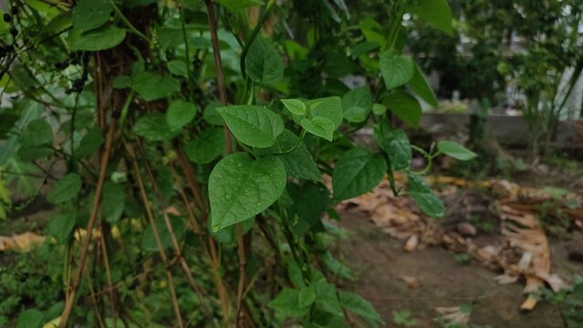 Fresh green Malabar spinach leaves climbing on a trellis in a backyard garden, organic home vegetable farming, close-up of Basella alba plant after rain.